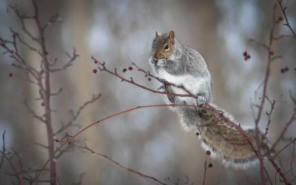 A rodent squirrel perched on a branch with red berries, captured in sharp detail for a 4K Ultra HD PC desktop wallpaper and background.