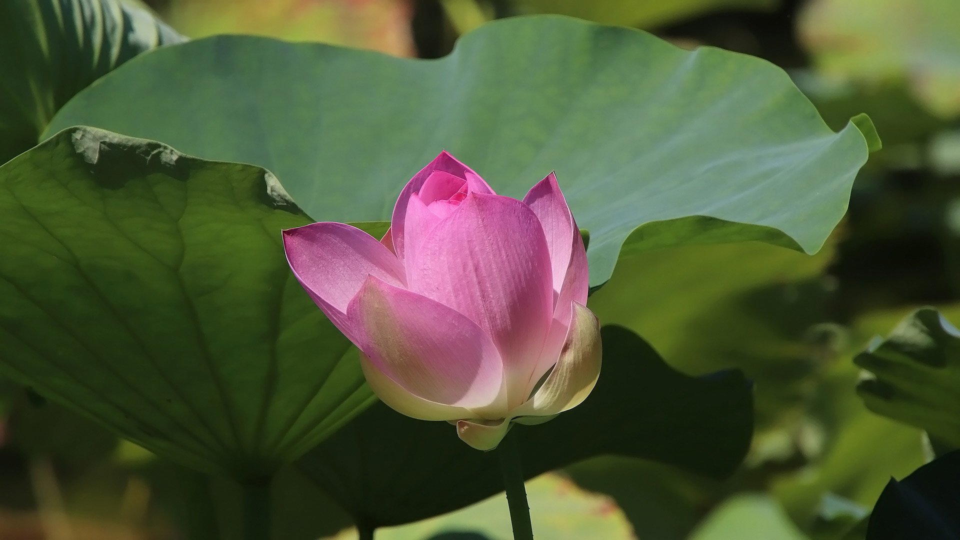 Lotus HD Wallpaper | Background Image | 1920x1080