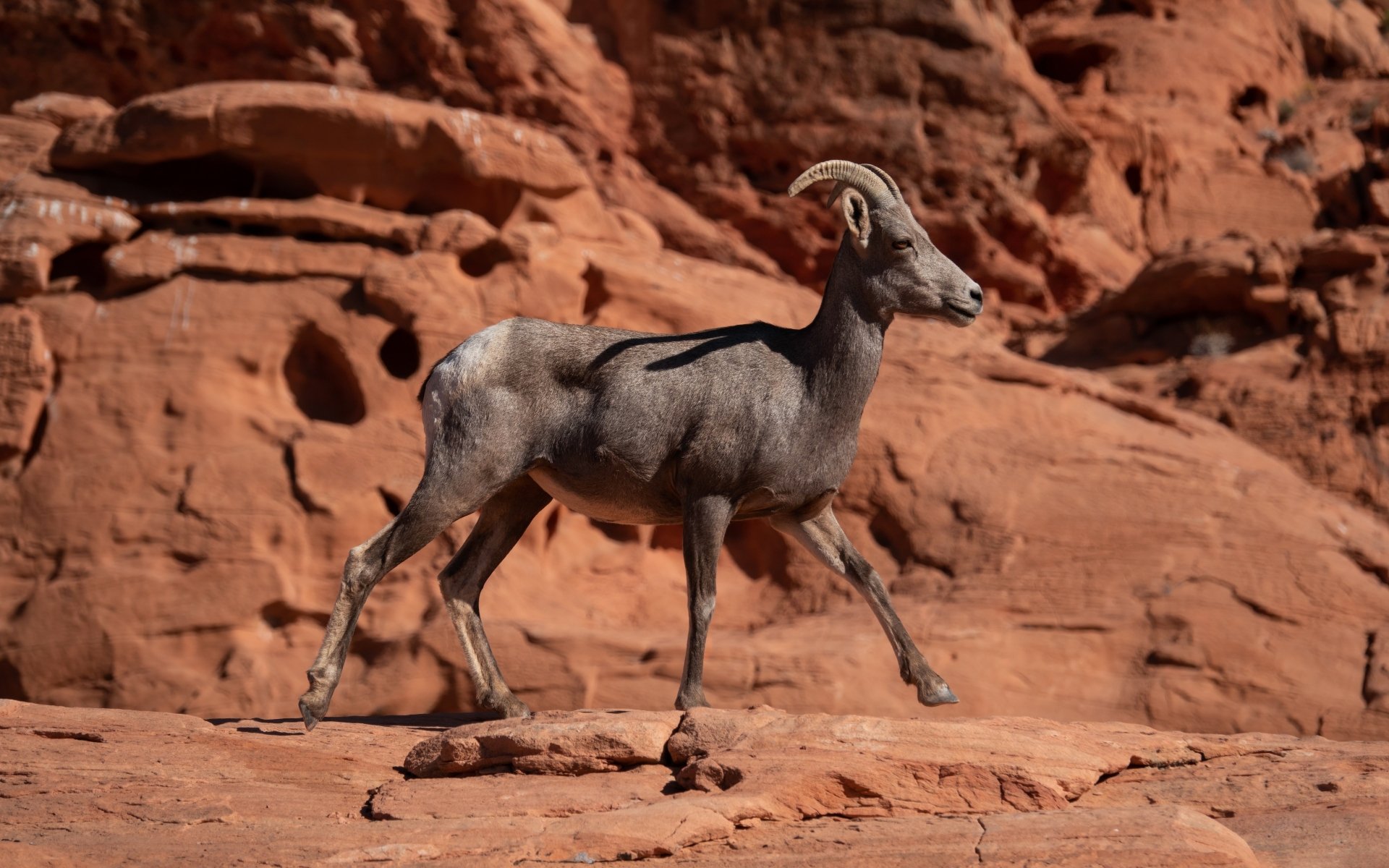 Bighorn sheep (animal) with sweeping horns walks across red sandstone cliffs — 4K Ultra HD PC desktop wallpaper/background.