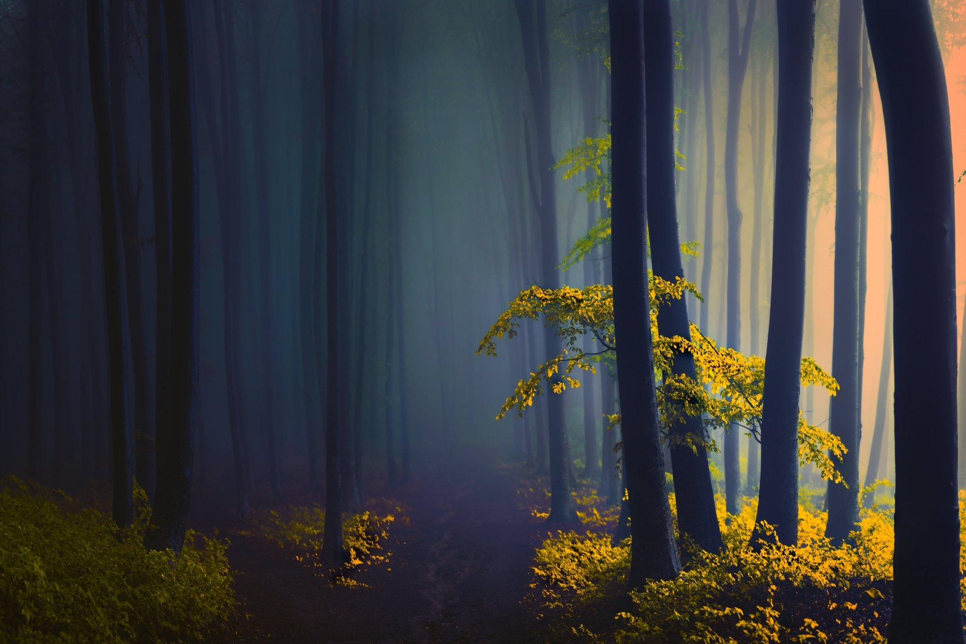A serene forest scene bathed in soft light with illuminated yellow leaves, captured in stunning 4K Ultra HD for a crisp nature-themed PC desktop wallpaper.