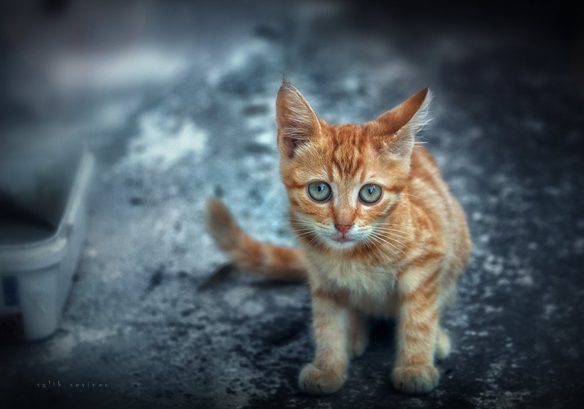 Download Baby Animal Kitten Animal Cat HD Wallpaper