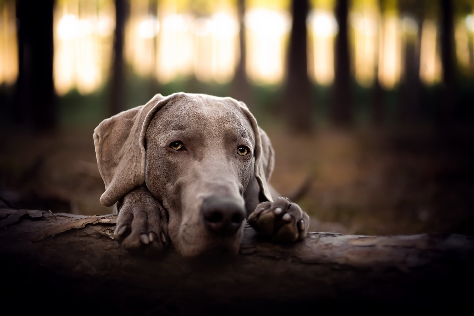 Animal Weimaraner HD Wallpaper
