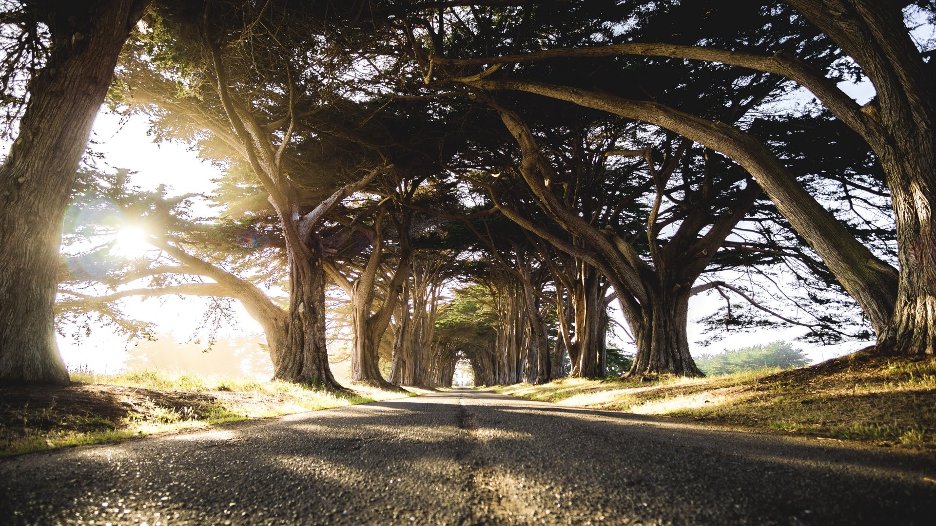 HD desktop wallpaper featuring a sunlit road bordered by large, arching trees, creating a natural tunnel. The setting combines the beauty of nature with a man-made pathway.