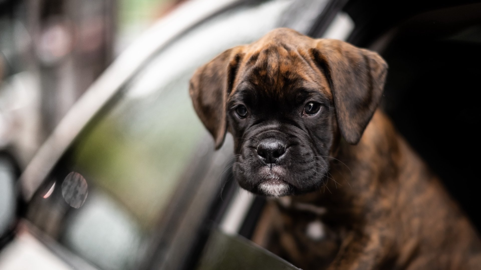 Download Baby Animal Boxer (dog) Puppy Dog Animal 4k Ultra HD Wallpaper