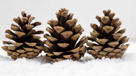 nature pine cone HD Desktop Wallpaper | Background Image