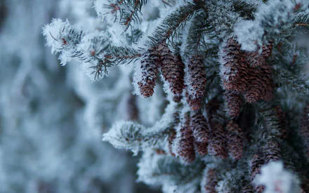 nature pine cone HD Desktop Wallpaper | Background Image