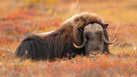 Ox Animal muskox HD Desktop Wallpaper | Background Image
