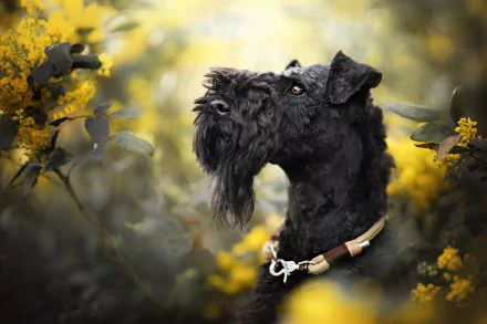 Animal dog Black Dog HD Desktop Wallpaper | Background Image