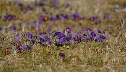 purple flower nature anemone HD Desktop Wallpaper | Background Image