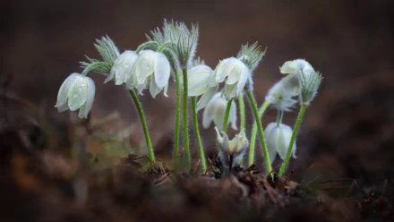 white flower nature anemone HD Desktop Wallpaper | Background Image