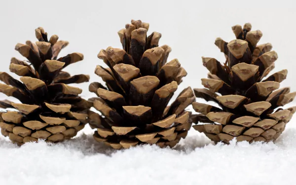nature pine cone HD Desktop Wallpaper | Background Image