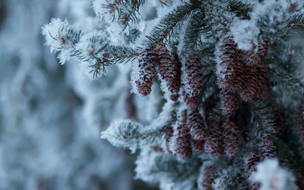nature pine cone HD Desktop Wallpaper | Background Image