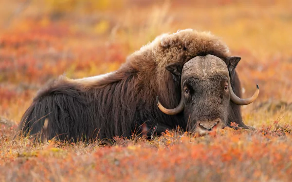 Ox Animal muskox HD Desktop Wallpaper | Background Image