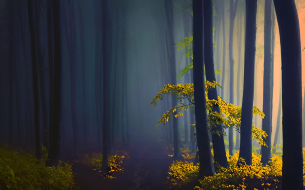A serene forest scene bathed in soft light with illuminated yellow leaves, captured in stunning 4K Ultra HD for a crisp nature-themed PC desktop wallpaper.