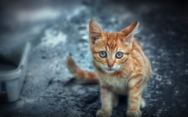 Animal Cat Cats Kitten Baby Animal HD Wallpaper | Background Image