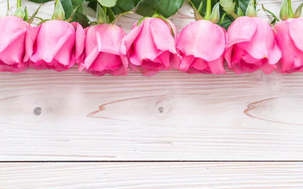 nature rose HD Desktop Wallpaper | Background Image