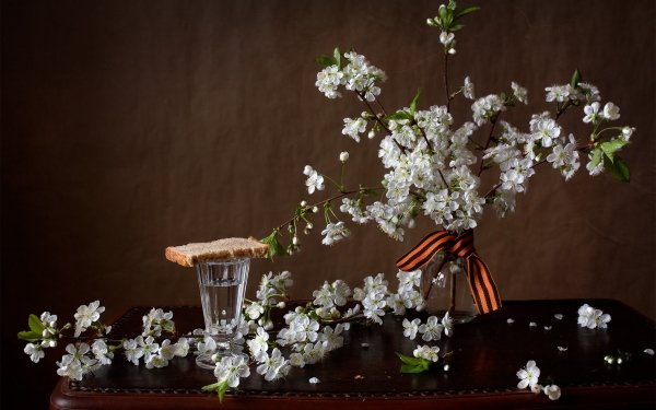 Photography Still Life White Flower HD Wallpaper | Background Image