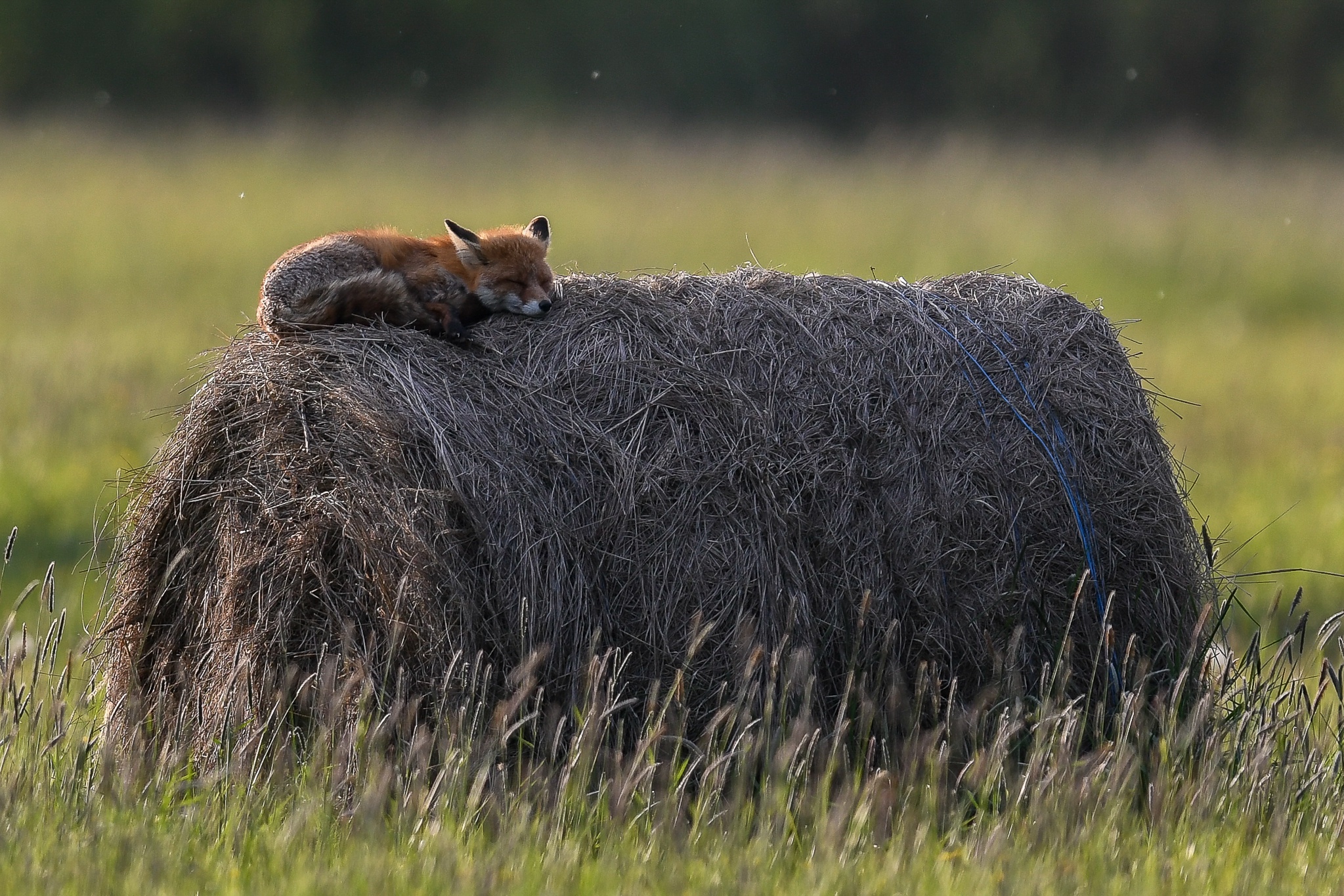 Animal Fox HD Wallpaper | Background Image