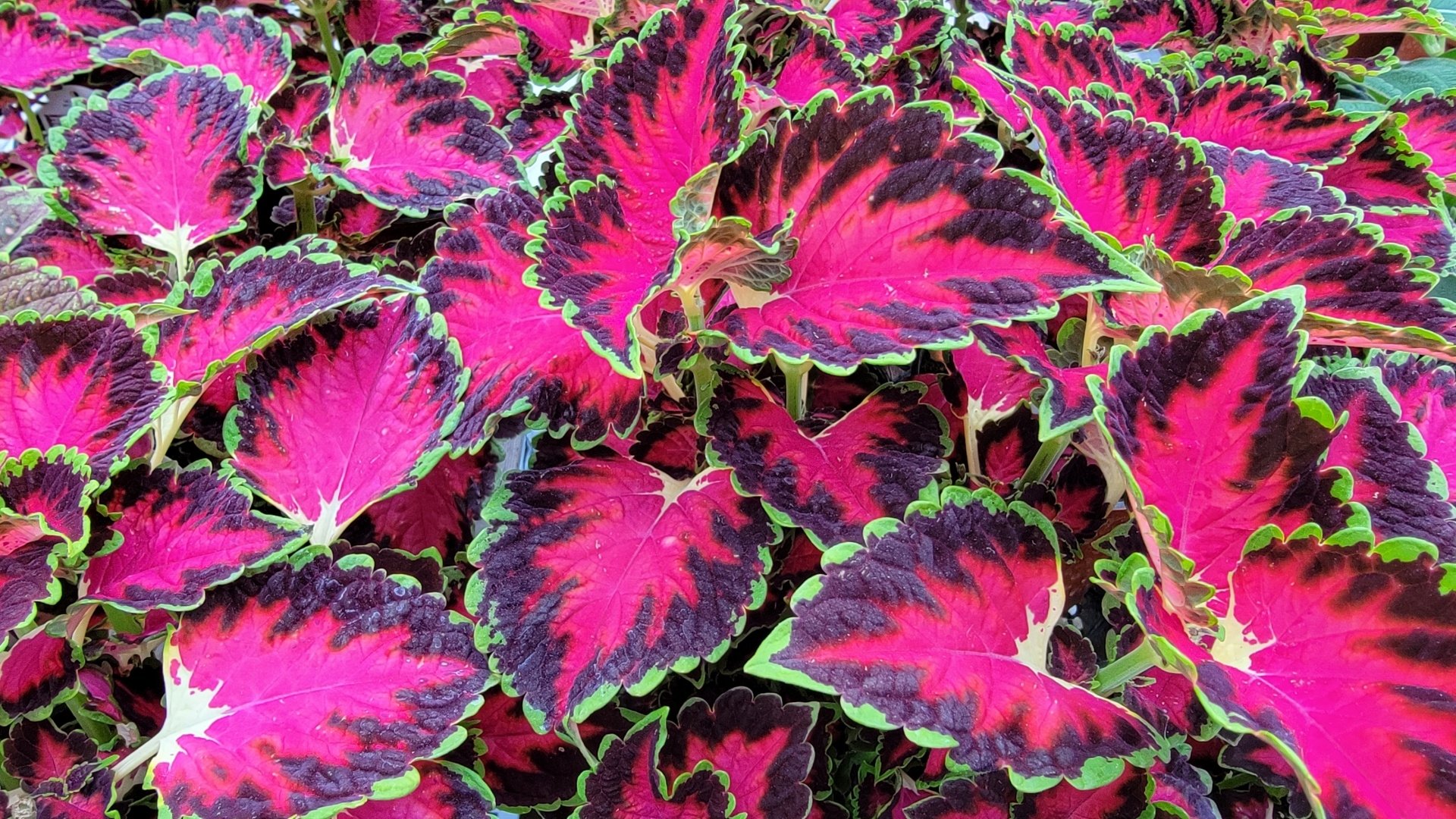 Download Coleus Nature Plant HD Wallpaper