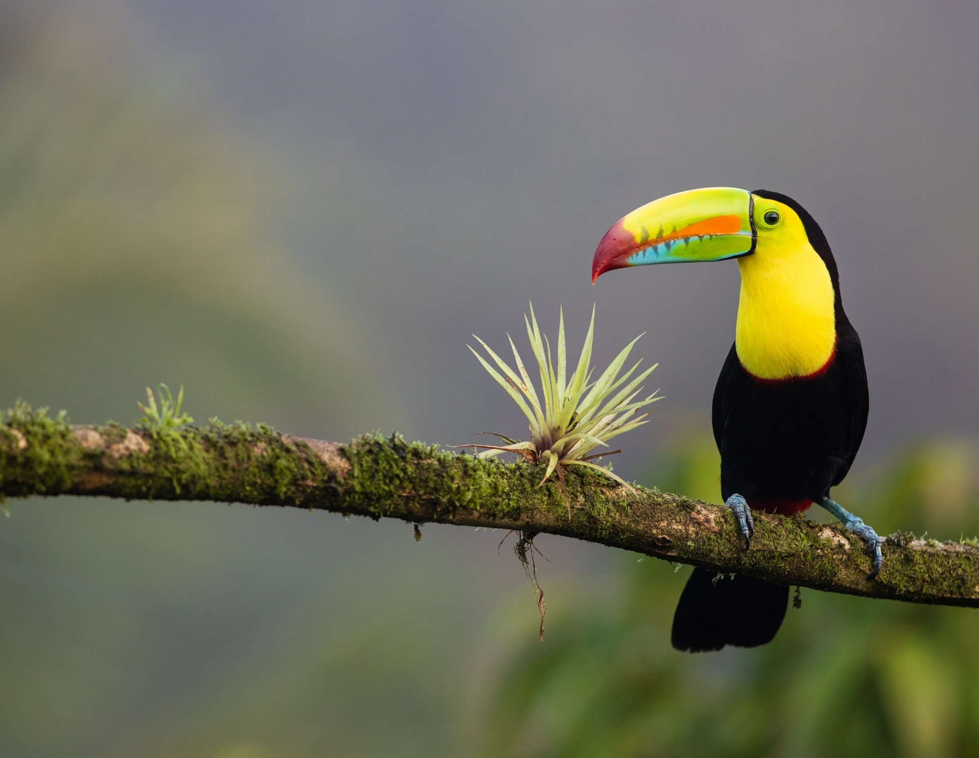 Download Bird Animal Toucan 4k Ultra HD Wallpaper by Zdeněk Macháček