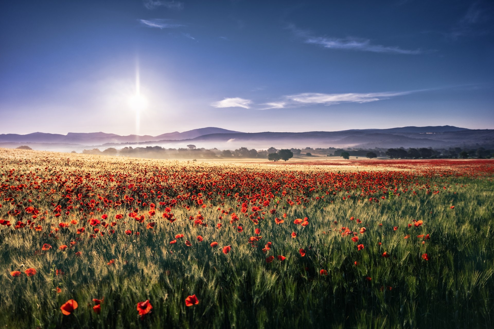 A vibrant summer landscape featuring a vast field of red poppy flowers under a bright sky, captured in stunning 8K Ultra HD resolution.