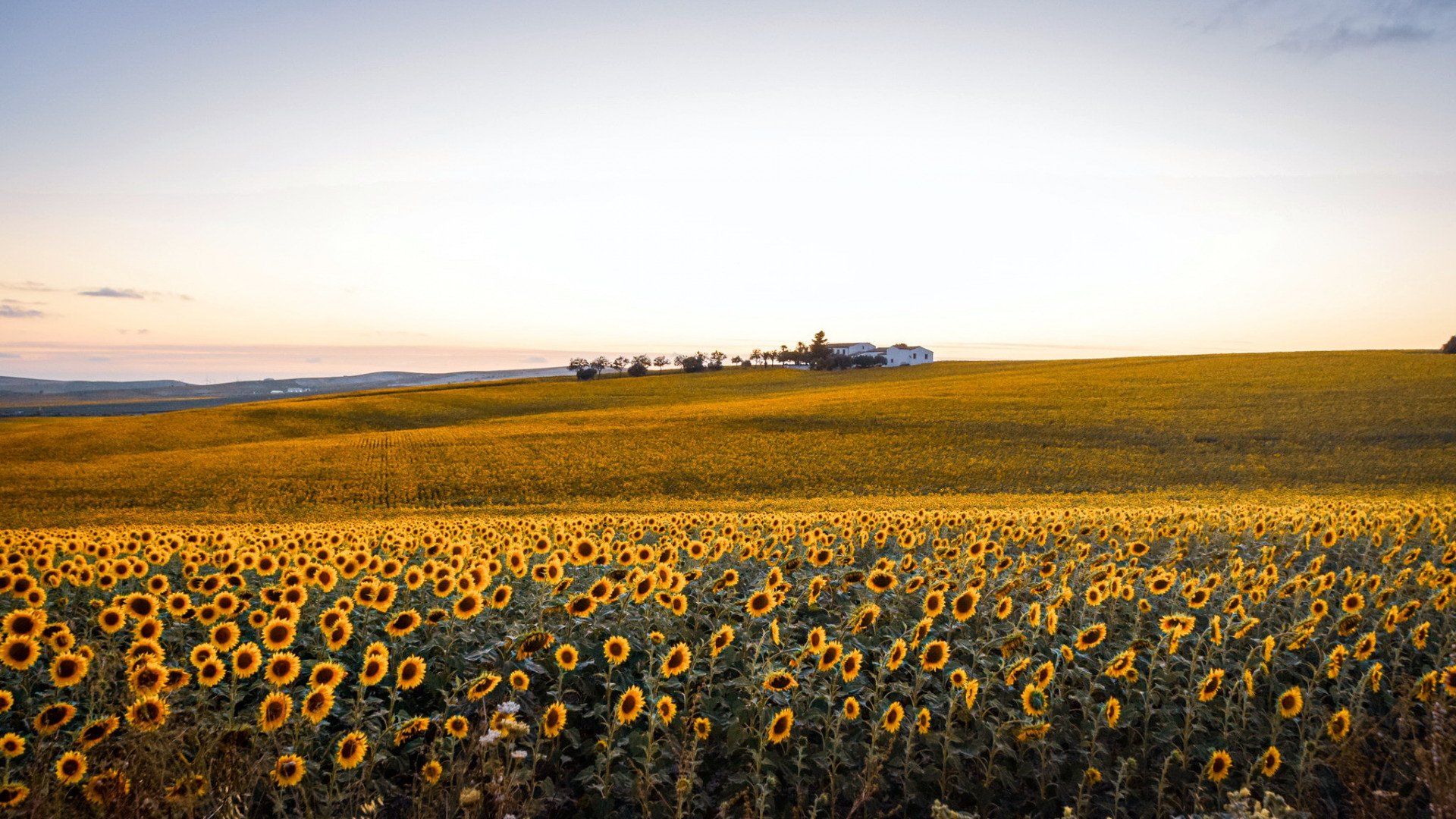 Download Nature Field HD Wallpaper