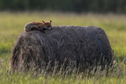 A fox resting atop a haystack in a grassy field, captured with a shallow depth of field, creating a serene HD desktop wallpaper scene.
