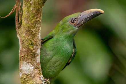 Emerald Toucanet (animal) perched on a mossy branch against blurred green foliage — HD PC desktop wallpaper background.