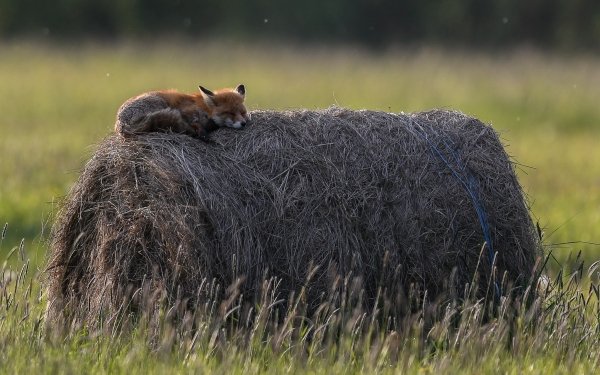 Animal Fox Haystack Depth Of Field HD Wallpaper | Background Image
