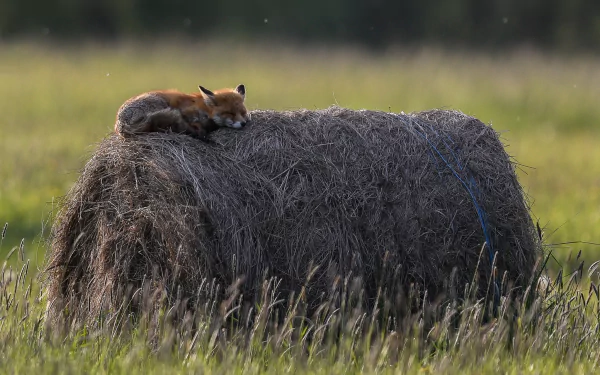 A fox resting atop a haystack in a grassy field, captured with a shallow depth of field, creating a serene HD desktop wallpaper scene.