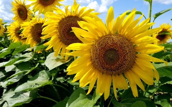 Earth Sunflower Flowers Nature Yellow Flower HD Wallpaper | Background Image