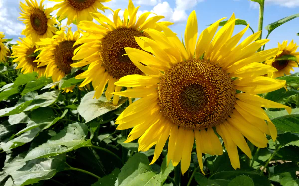 yellow flower nature sunflower HD Desktop Wallpaper | Background Image