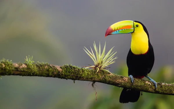 bird Animal toucan HD Desktop Wallpaper | Background Image