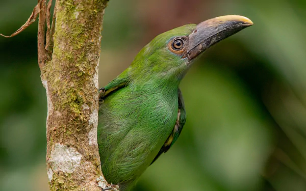 Emerald Toucanet (animal) perched on a mossy branch against blurred green foliage — HD PC desktop wallpaper background.
