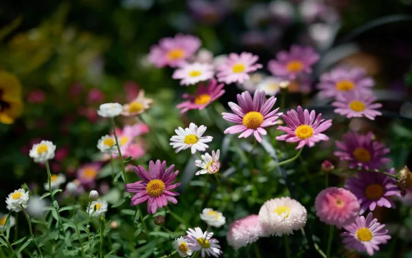 HD PC desktop wallpaper showing a close-up of pink and white marguerite daisies in a lush nature setting.