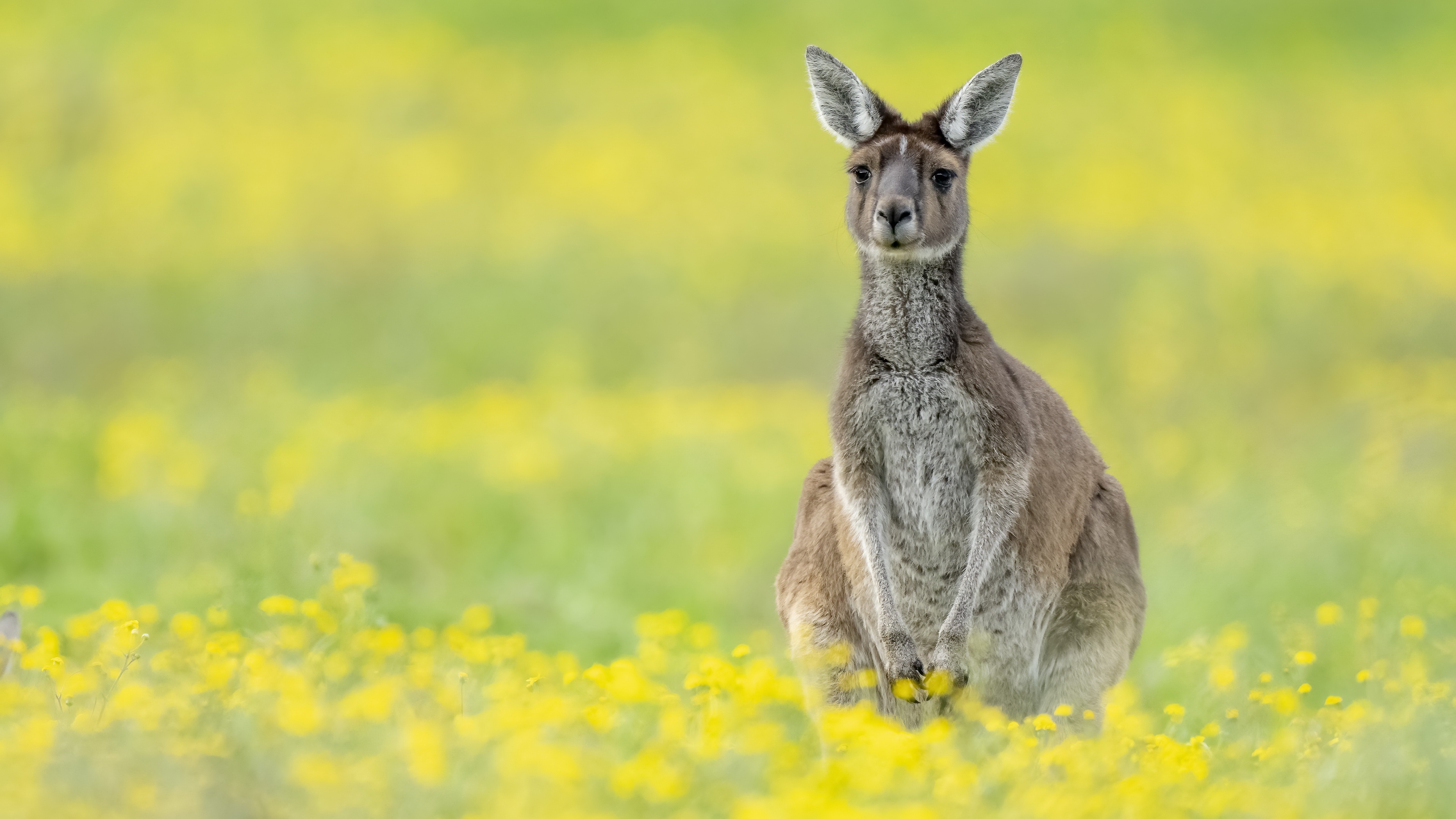 Desktop Wallpaper Kangaroo Animal Landscape Hd Image Picture  Background Sab3j2