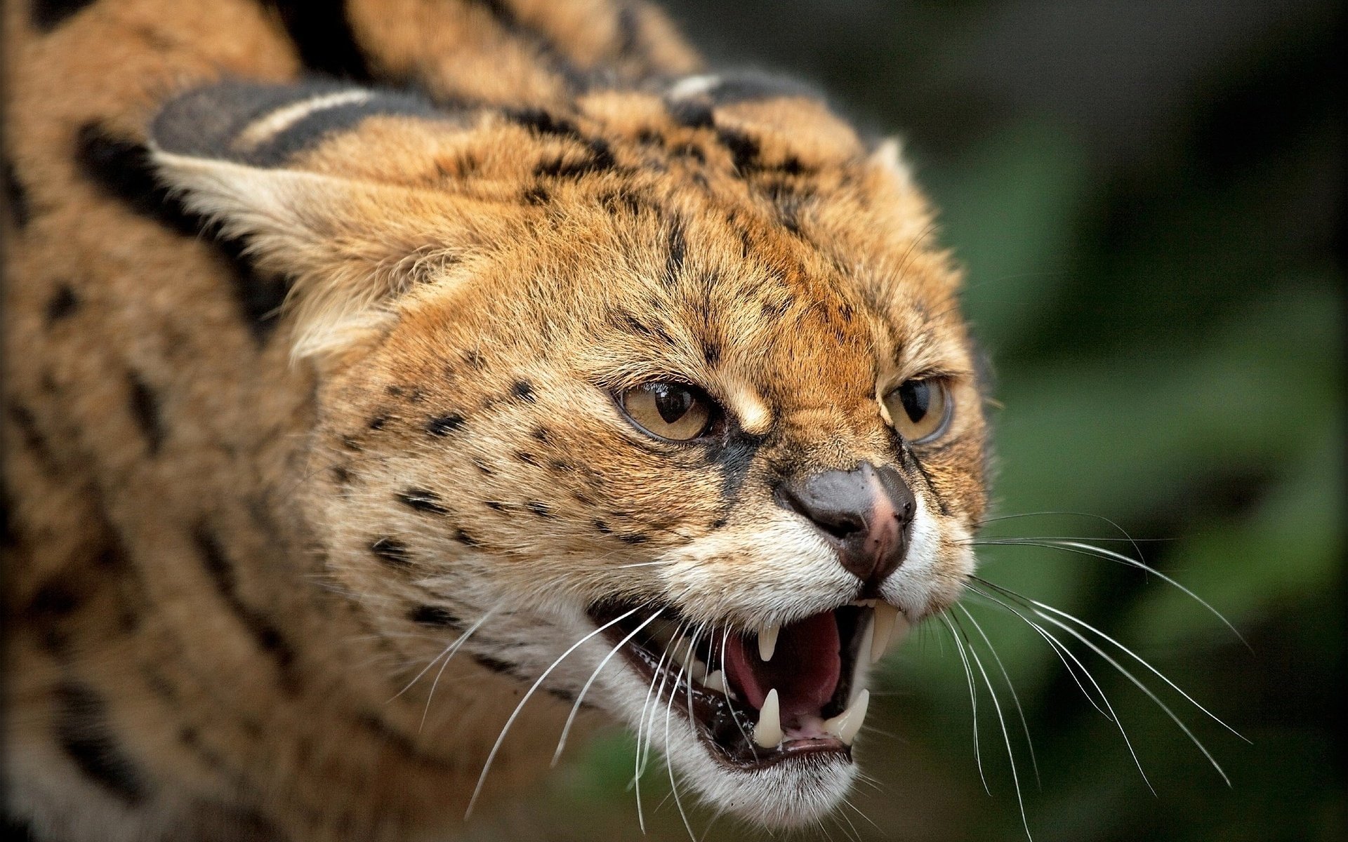 Download Animal Serval HD Wallpaper