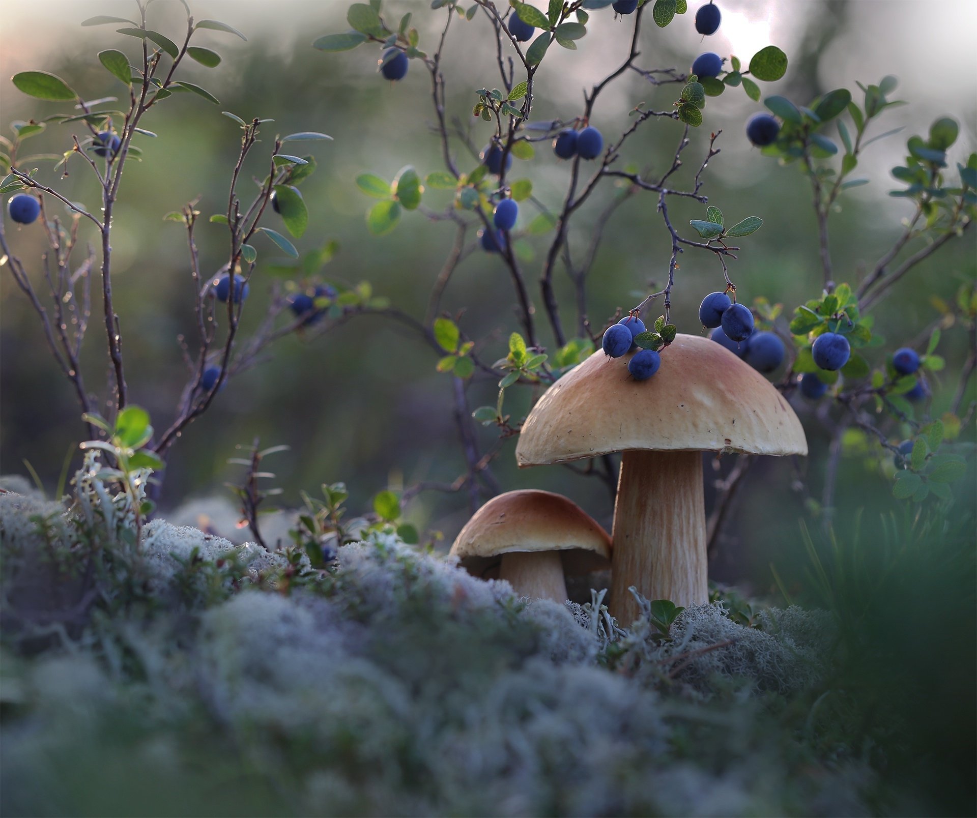 HD desktop wallpaper featuring a close-up of mushrooms surrounded by wild blueberries and green foliage in a serene natural setting.