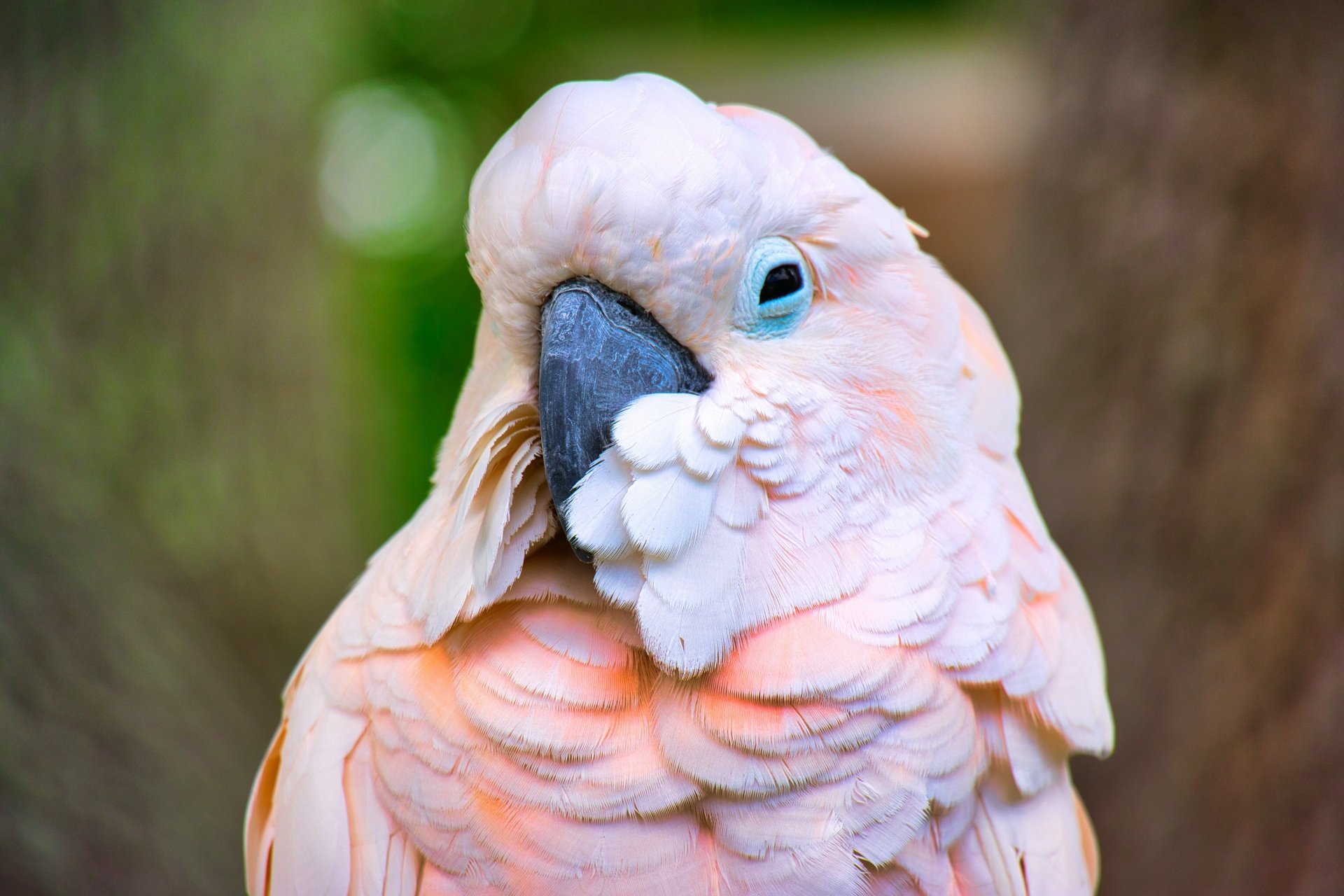 Download Bird Animal Salmon-crested Cockatoo 4k Ultra HD Wallpaper By ...