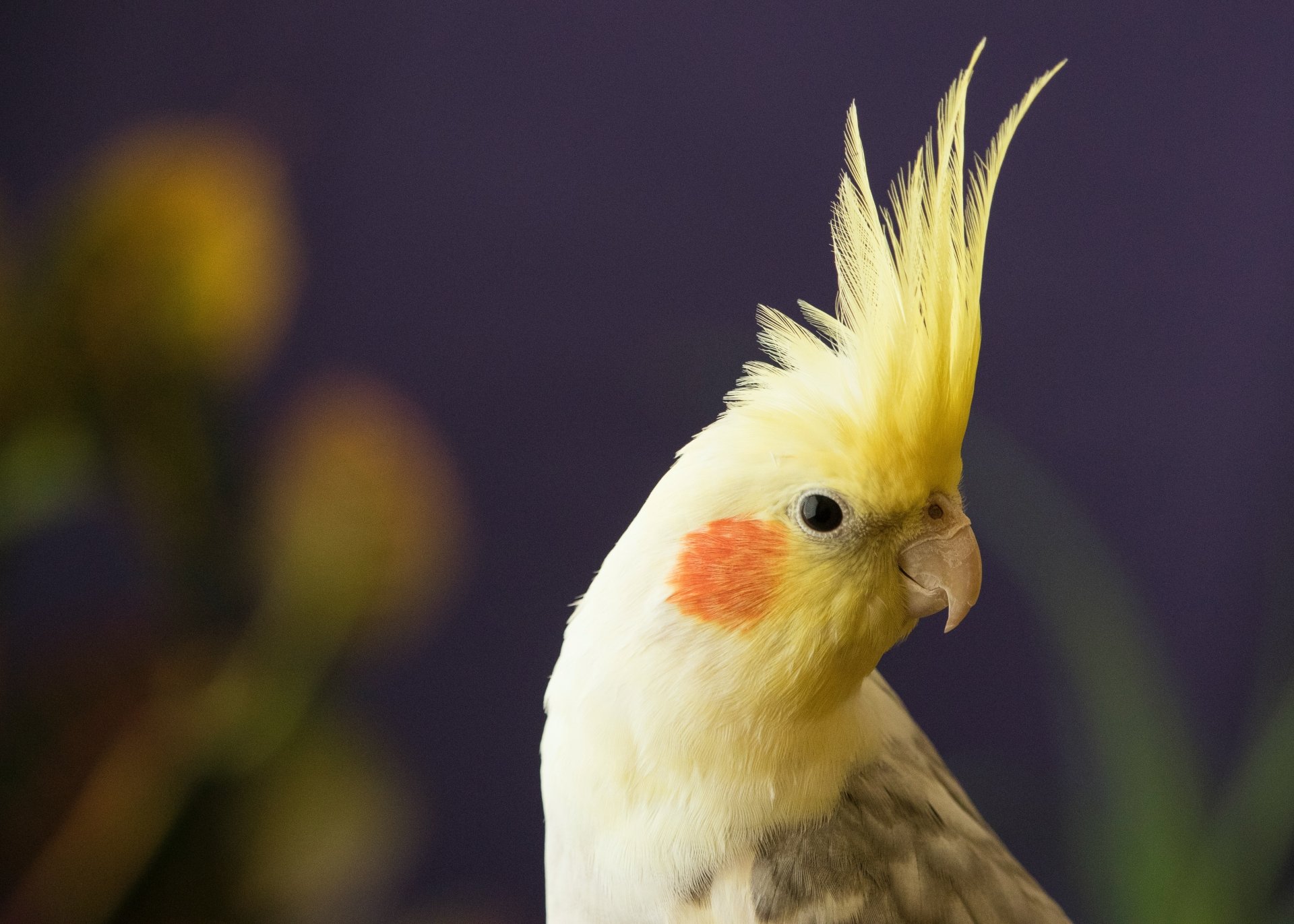 Download Bird Animal Cockatiel 4k Ultra HD Wallpaper by Ursula Gamez
