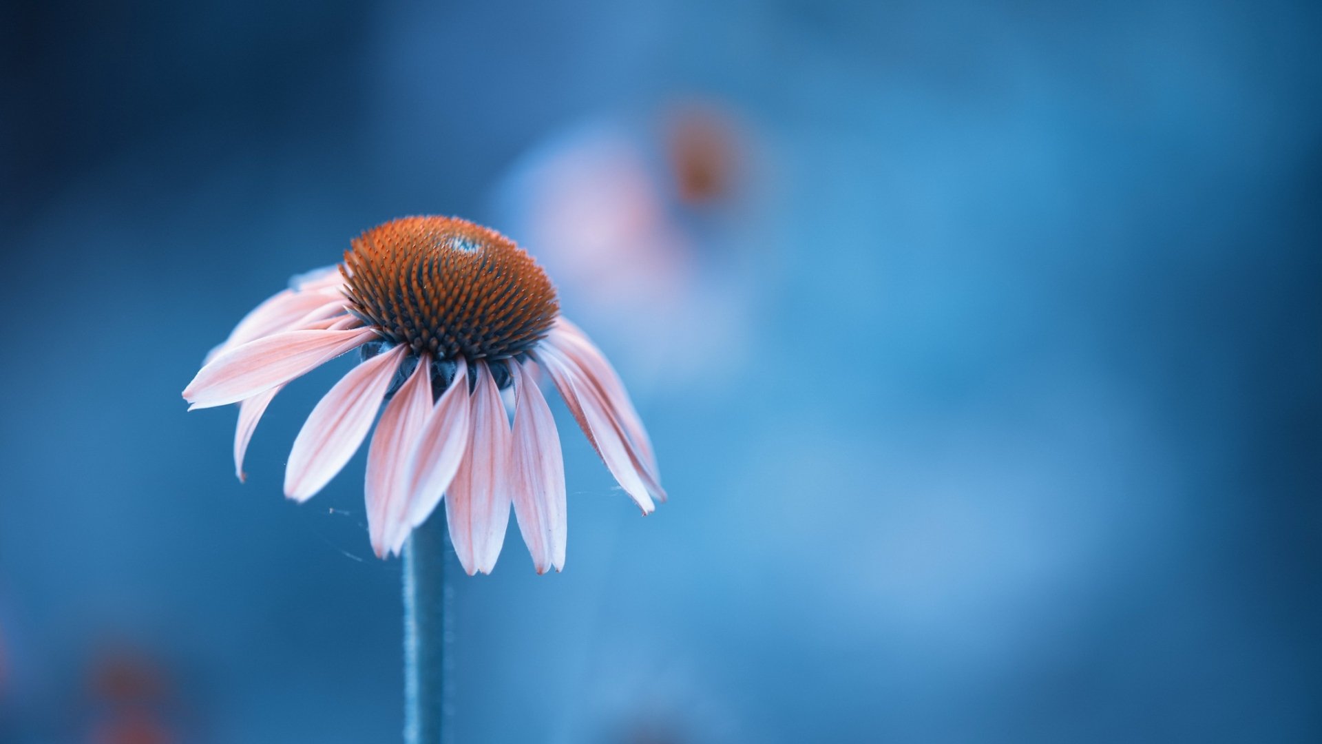 Download Flower Macro Nature Coneflower HD Wallpaper