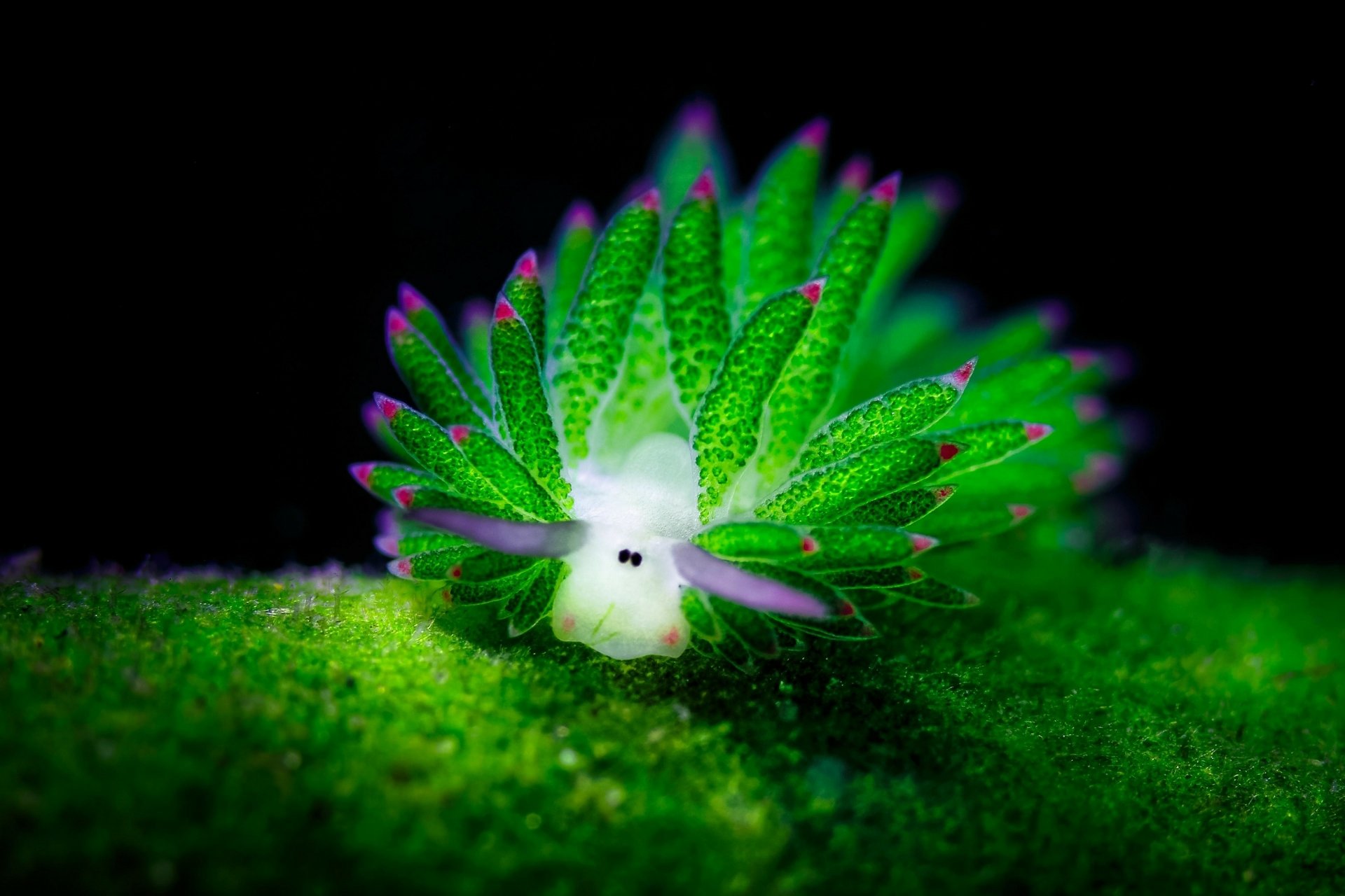 Download Nudibranch Animal Sea Slug 4k Ultra HD Wallpaper