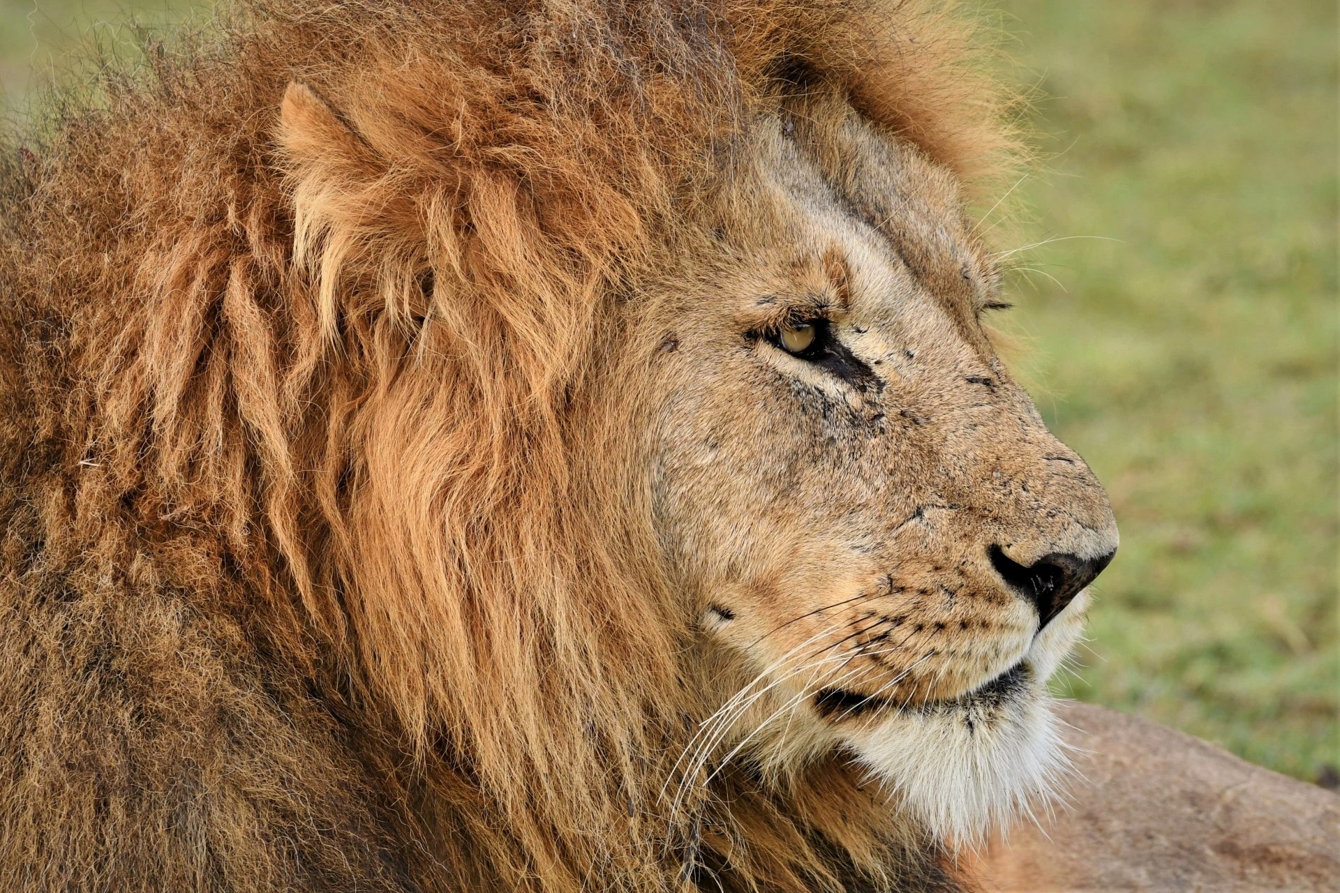 Lion - Maasai Mara, Kenya by caty420