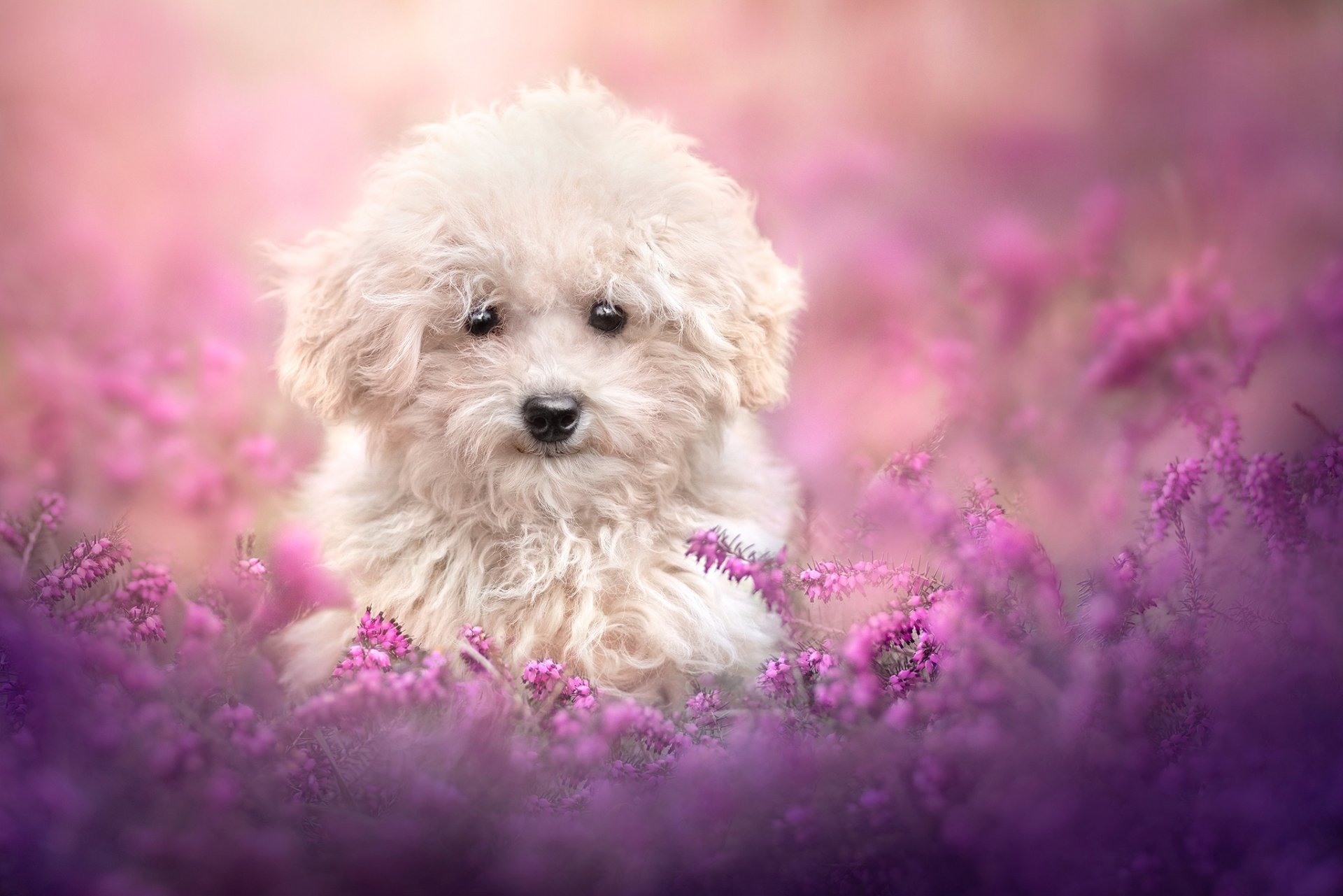 Download Animal Dog HD Wallpaper