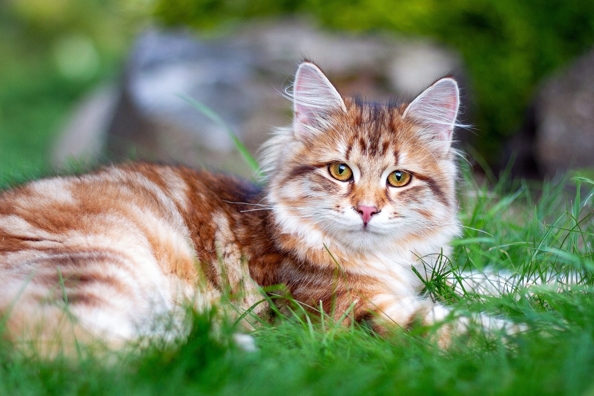 Animal Cat HD Wallpaper