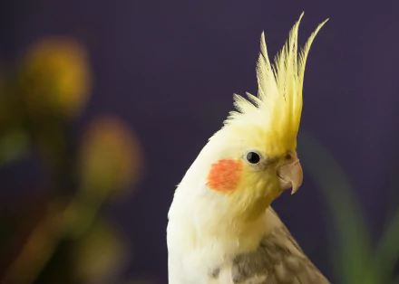  Cockatiel (nymphicus hollandicus) by Ursula Gamez