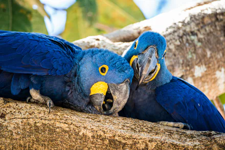  Hyacinth Macaw (anodorhynchus hyacinthinus) by Birger Strahl