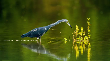  Little Blue Heron (egretta caerulea) by Sergey Uryadnikov