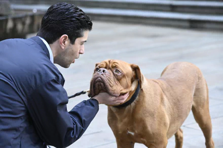 Josh Peck TV Show Turner & Hooch HD Desktop Wallpaper | Background Image