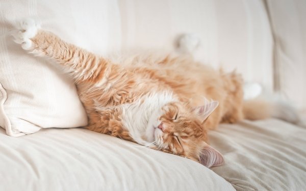 Animal Maine Coon Cats Cat Sleeping HD Wallpaper | Background Image